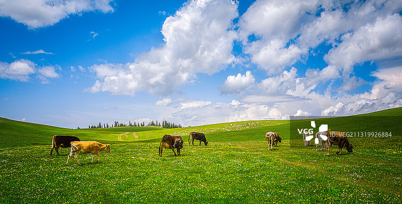 新疆伊犁地区喀拉峻草原空中牧场与牛群图片素材