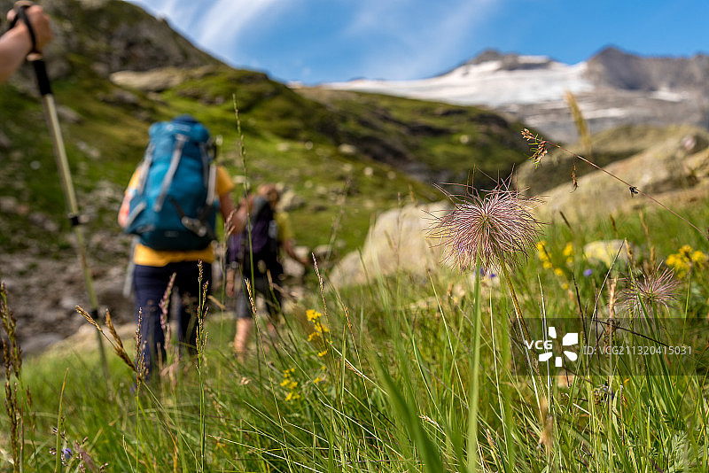鲜花和徒步旅行者在Randinascia，第三天的徒步旅行del Laghetti Alpini，提契诺，瑞士图片素材