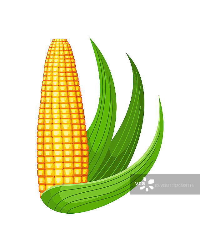 玉米孤立成熟玉米穗，玉米芯黄图片素材