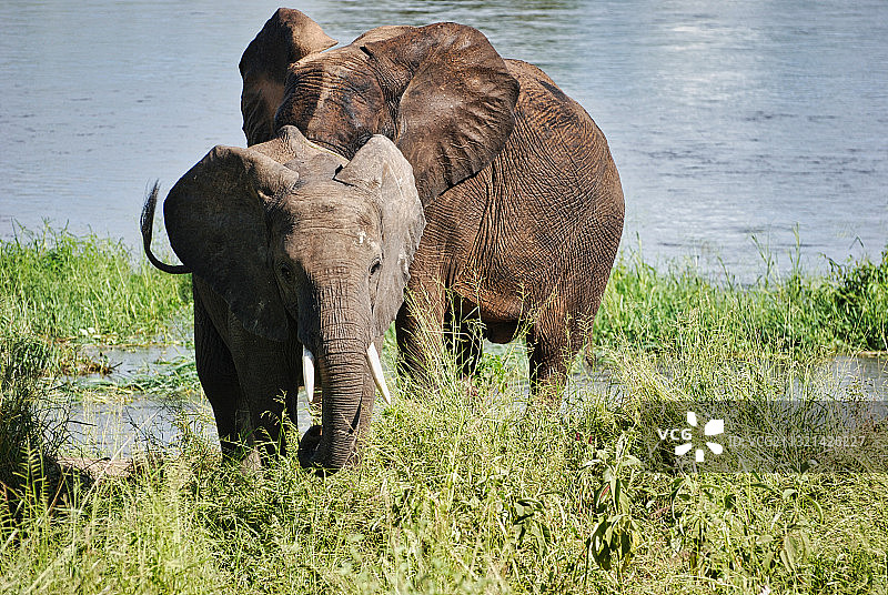 两只非洲象走在一只非洲象上，米库米，坦桑尼亚图片素材