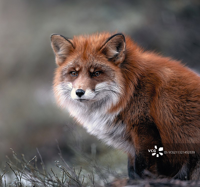 挪威，红狐站在田野上的肖像图片素材