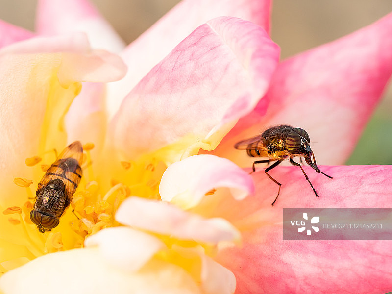 蜜蜂在粉红色花朵上的特写图片素材