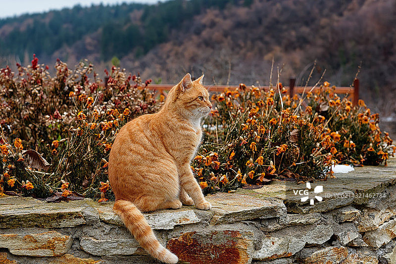 坐在屋顶上的猫，德国，索菲亚，保加利亚图片素材