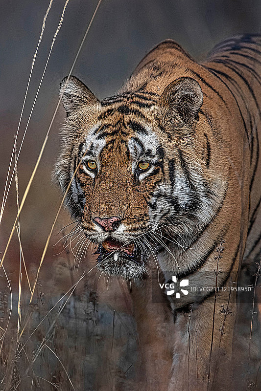 老虎站在田野上的特写，塔多巴安达里国家公园，印度图片素材