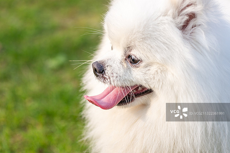 宠物狗，博美，白色，可爱，绿色，郊游，交互图片素材