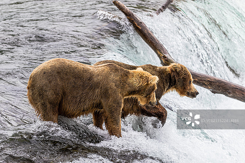 侧视图的棕色灰熊站在河，阿拉斯加，美国，美国图片素材