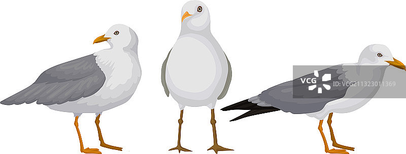 白色海鸥或海鸟与黑色海鸥图片素材