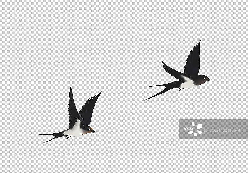 燕子插画素材图片素材
