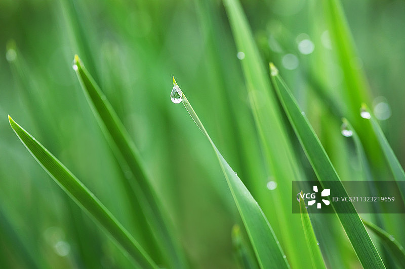 绿色,叶子,纯净,水滴,谷雨图片素材