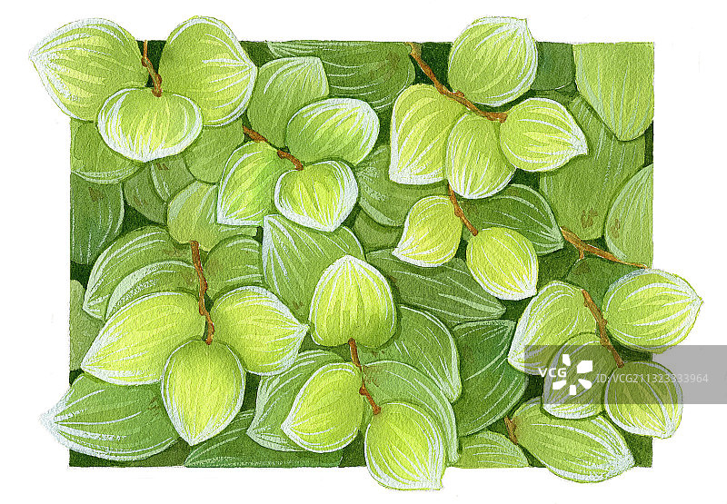 手绘水彩植物叶子群玉竹叶素材元素插画图片素材