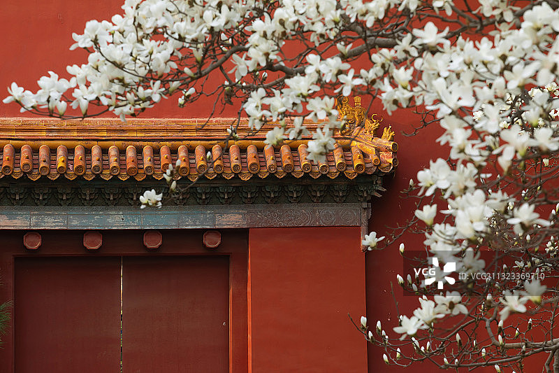 白玉兰,红墙,春天,鲜花盛开图片素材