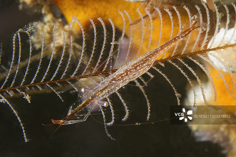 Brownstripe水螅虫虾图片素材