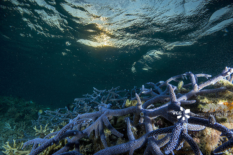 蓝色鹿角珊瑚西沙群岛图片素材