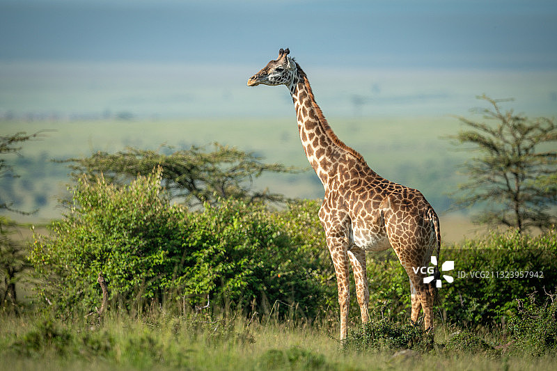 一只长颈鹿看着相机的侧面，纳洛克，马赛马拉，肯尼亚图片素材