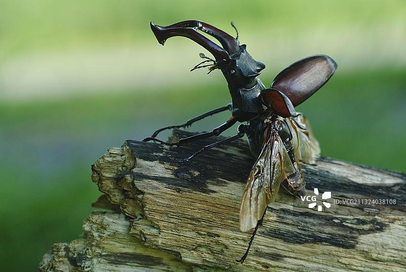 鹿甲虫(鹿)翼，雄，北莱茵-威斯特伐利亚，德国，欧洲图片素材