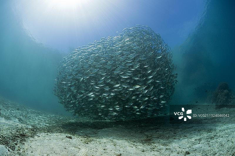 牛眼鲭鱼群，佛罗里达群岛，所罗门群岛，大洋洲图片素材