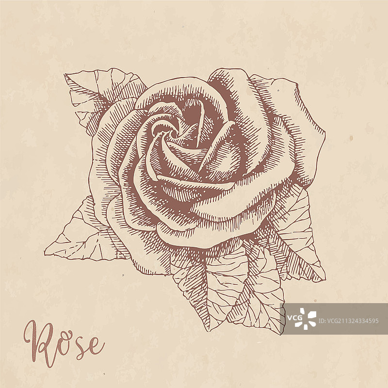 手工绘制的玫瑰在牛皮纸上的复古风格图片素材