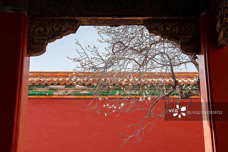 春天北京故宫博物院里盛开的杏花图片素材
