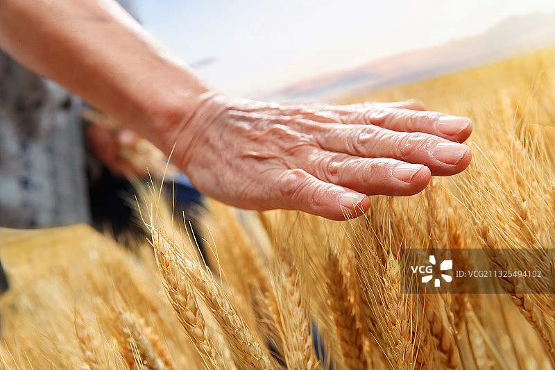 农民用手抚摸麦穗图片素材