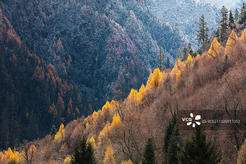 西藏林芝市巴松错景区秋天的森林图片素材