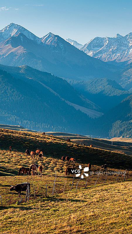 新疆琼库什台雪山原始森林草地马群自然风光图片素材