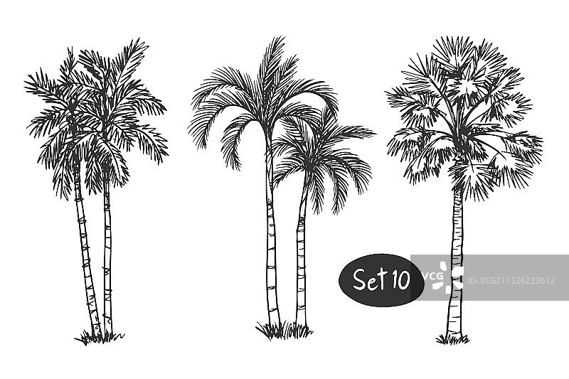 棕榈树椰子树草图手绘建筑师图片素材