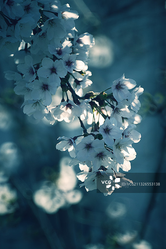 阳光下盛开的樱花图片素材