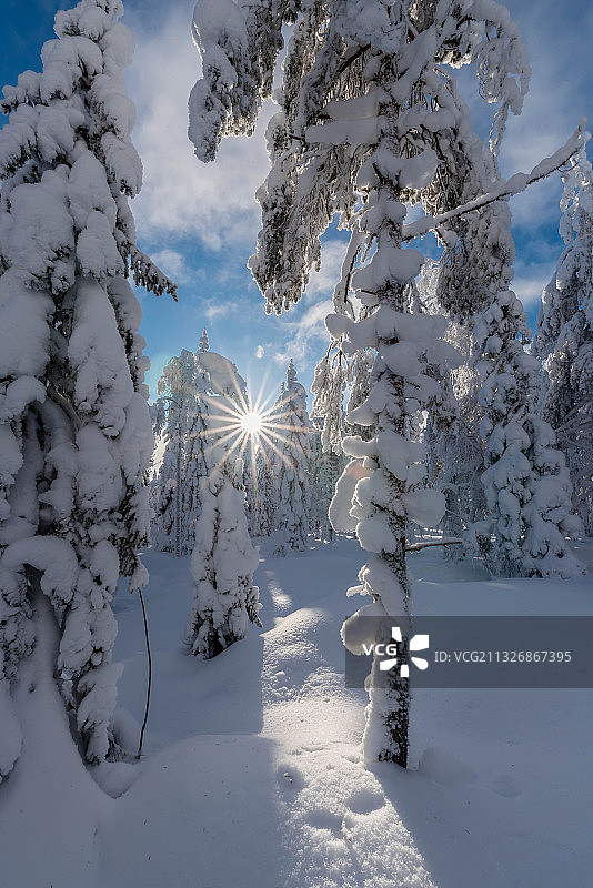 芬兰海因萨尔米的乌克哈兰提，天空下白雪覆盖的田野上的树木图片素材