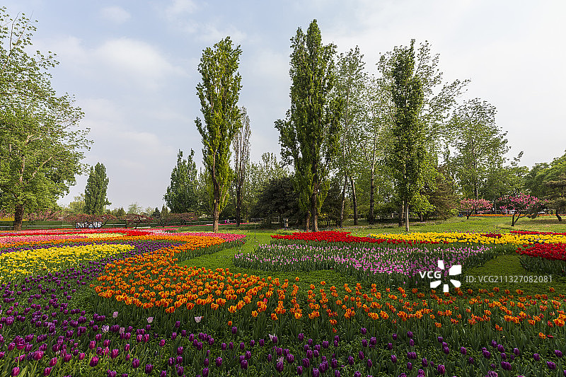 北京植物园的郁金香图片素材