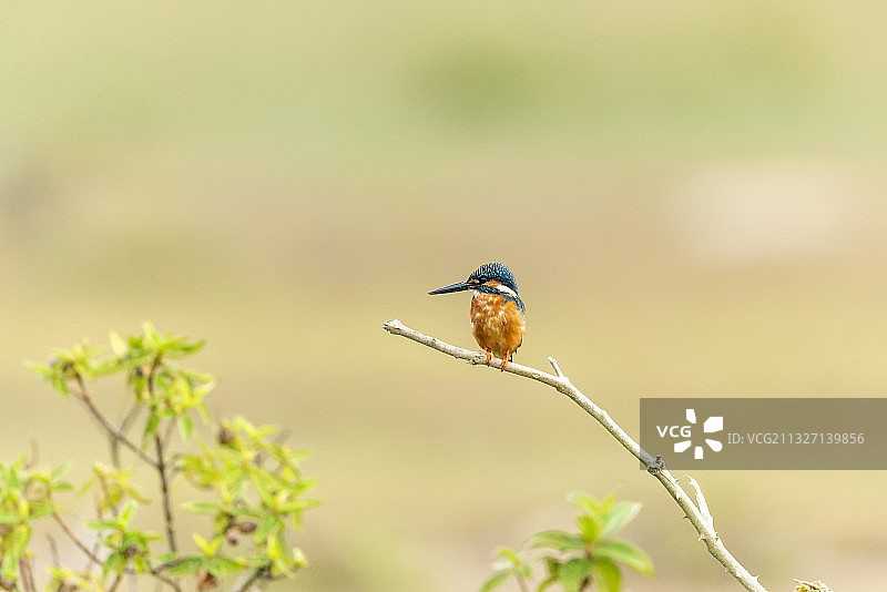 一只栖息于清澈溪涧，站立在树枝上伺机捕食鱼虾的普通翠鸟图片素材