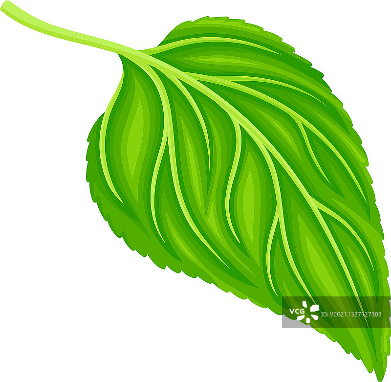 绿色叶柄心状向日葵叶具图片素材