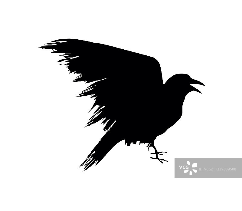 黑乌鸦的迹象图片素材