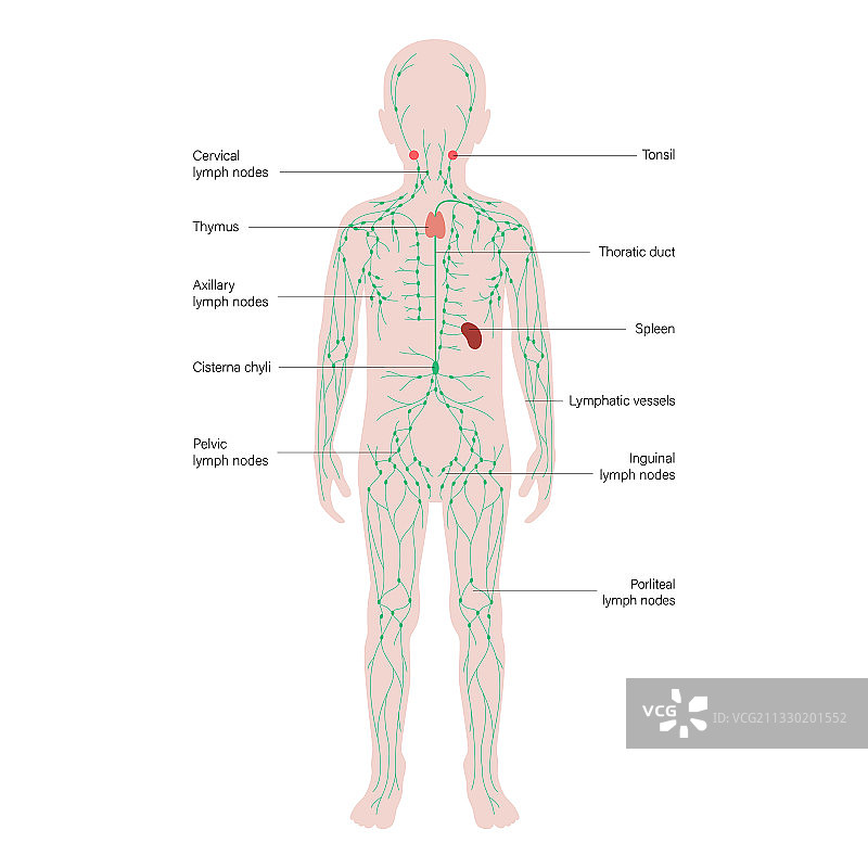 淋巴系统的概念图片素材