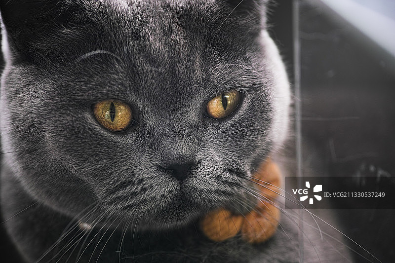 特写的黑猫，泰国图片素材