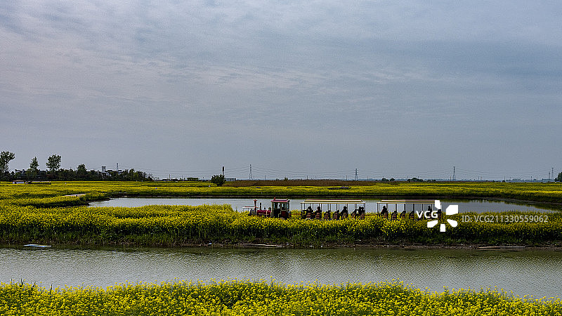 扬州高邮湖，油菜花季节，美轮美奂图片素材