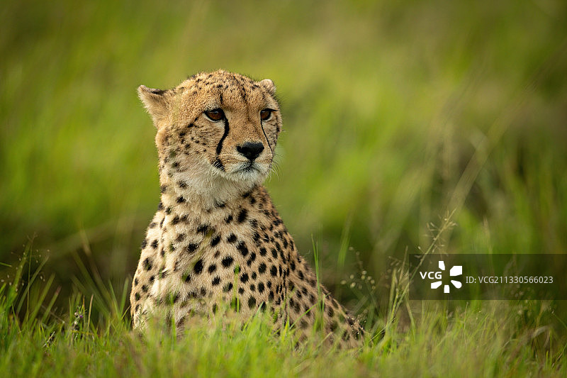 肯尼亚科亚基，一只非洲猎豹正看着相机图片素材