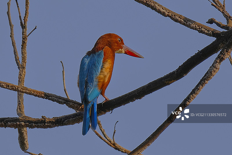 低角度的视角翠鸟栖息在树枝上对清澈的蓝天，西孟加拉邦，印度图片素材