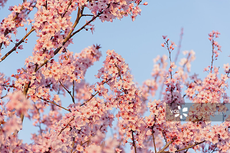 低角度的樱花对天空图片素材