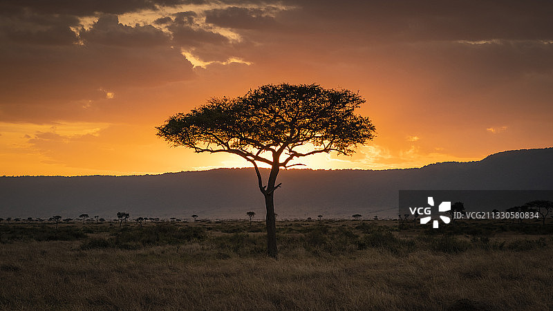 日落时分，田野上树木的剪影，马赛马拉国家保护区，肯尼亚图片素材