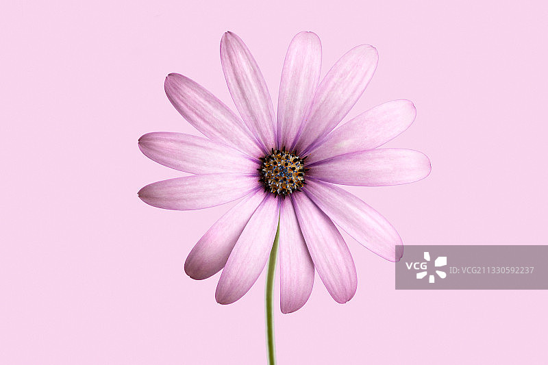 粉红色宇宙花的特写，映衬着粉红色的背景图片素材