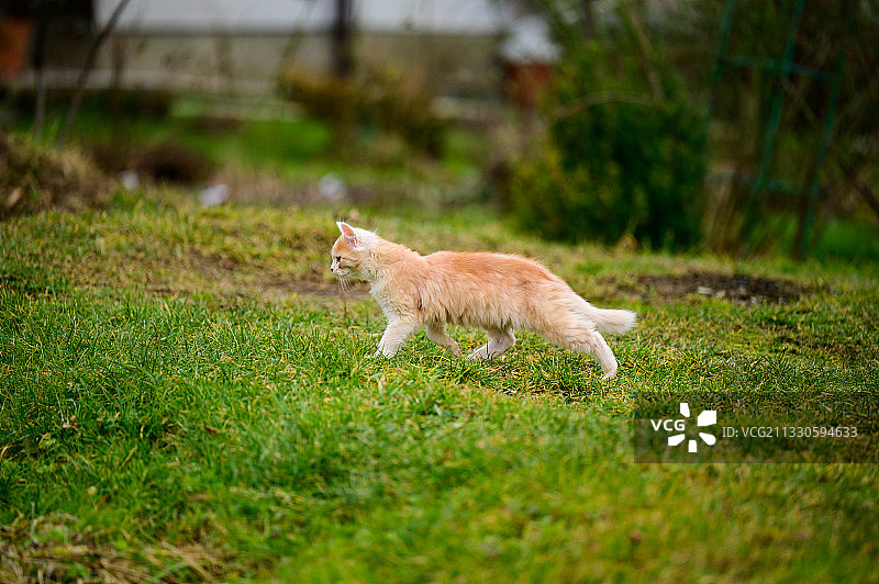 侧视图的猫走在草地上图片素材