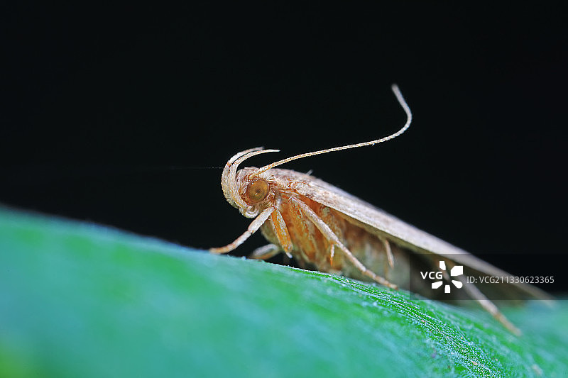 蛾类昆虫图片素材