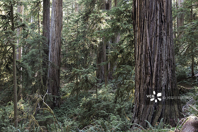 在加州北部的红木州和国家公园里的巨大的红木树。图片素材