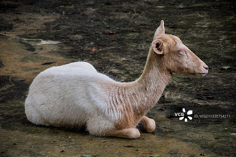 深圳野生动物园的小白驼图片素材