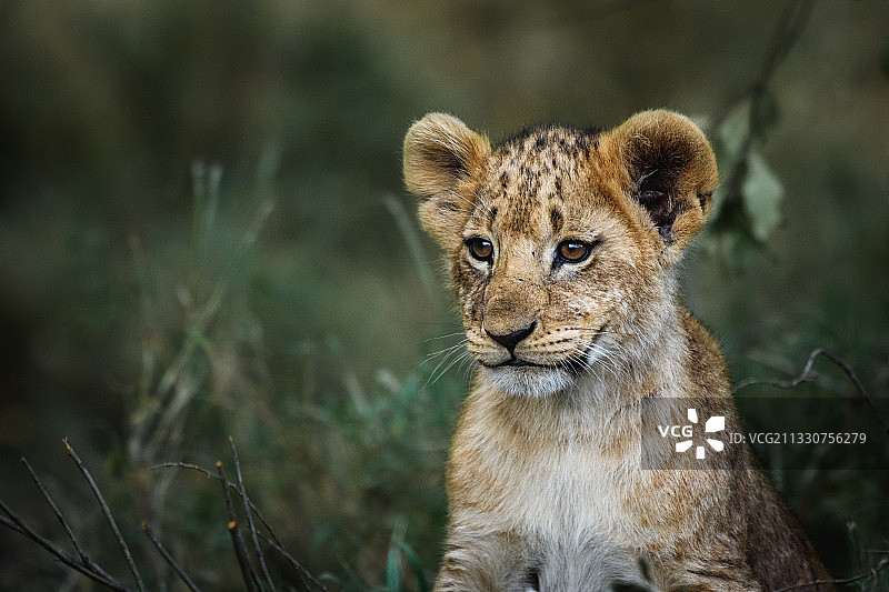 狮子坐在田野上的肖像，奥佩杰塔保护区，南尤基，肯尼亚图片素材