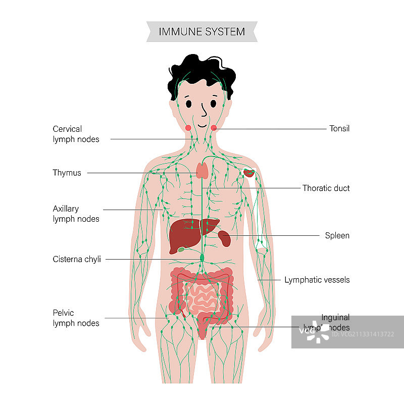 人体的淋巴系统图片素材