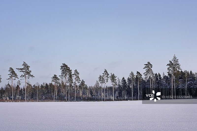 白雪覆盖的田野上的树木映衬着晴朗的天空图片素材