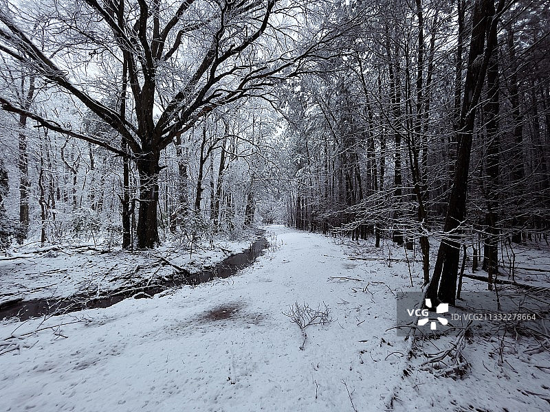 美国特拉华州伍德赛德，冬天森林里的树木图片素材