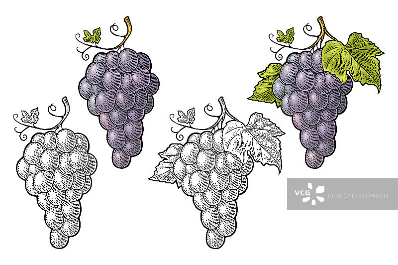 葡萄与浆果和树叶串串佳酿图片素材