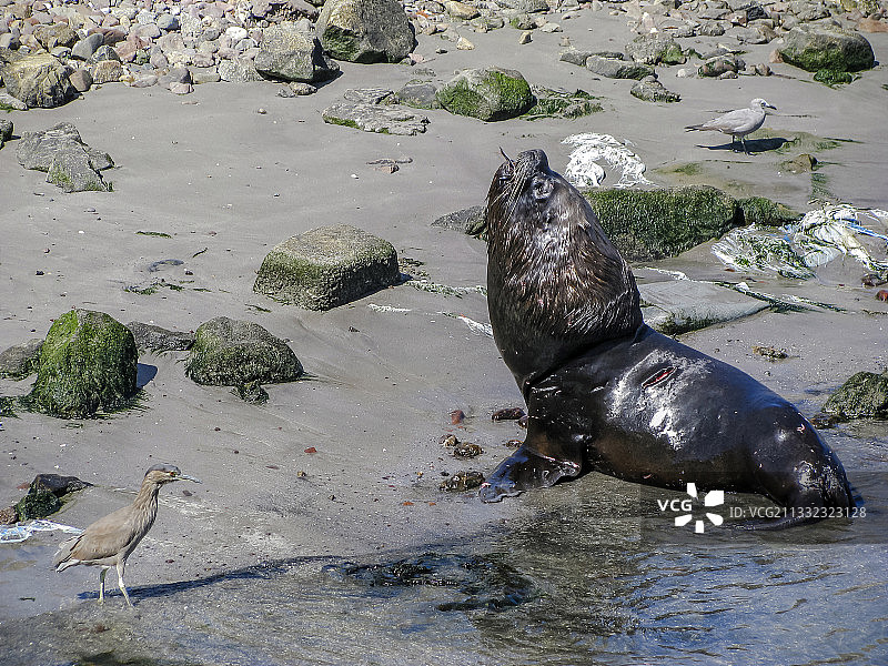 智利阿里卡y帕里纳科塔海滩上岩石上海豹的高角度视图图片素材